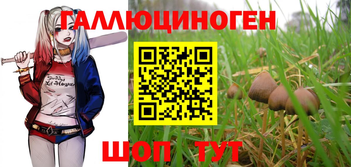 Галлюциногенные грибы Psilocybe Кольчугино